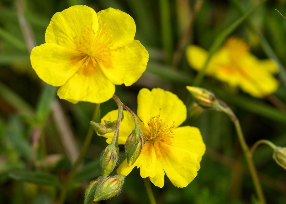 Солнцецвет монетолистный — Helianthemum