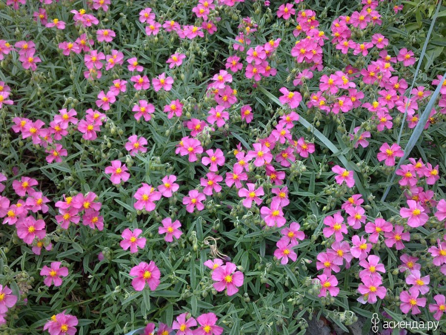 Гелиантемум солнцецвет