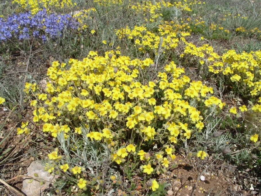 Солнцецвет Арктический