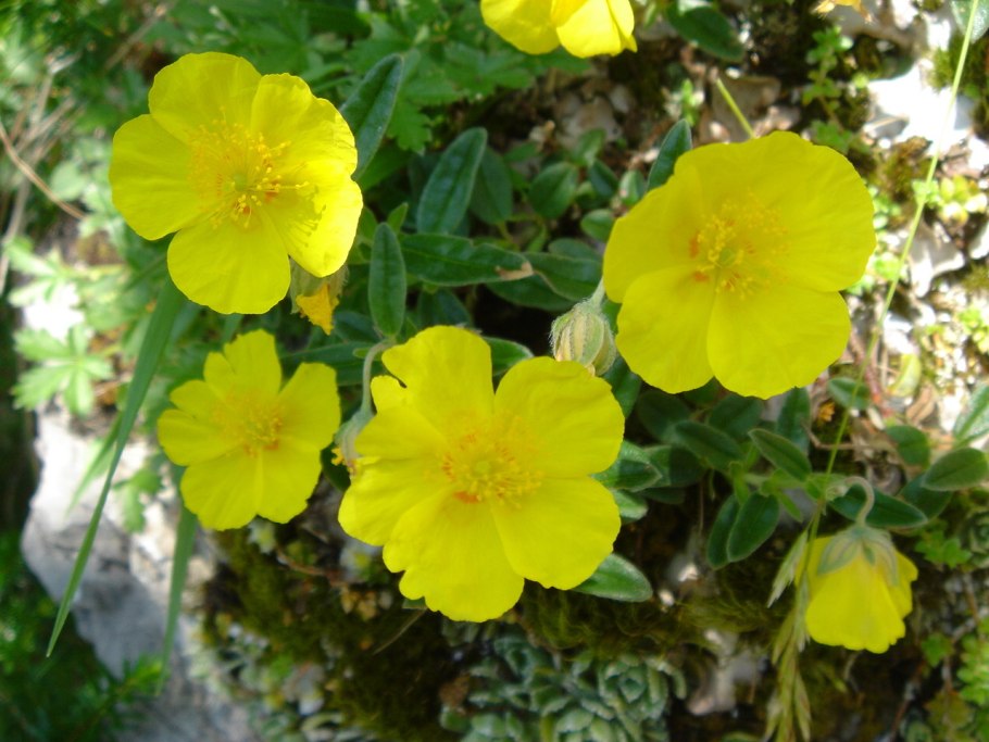 Солнцецвет иволистный