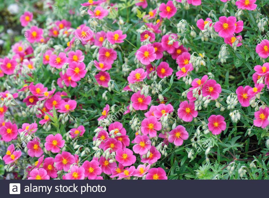 Солнцецвет монетчатый