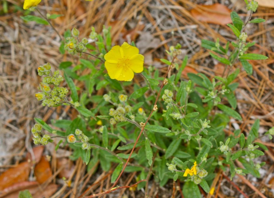 Солнцецвет монетолистный