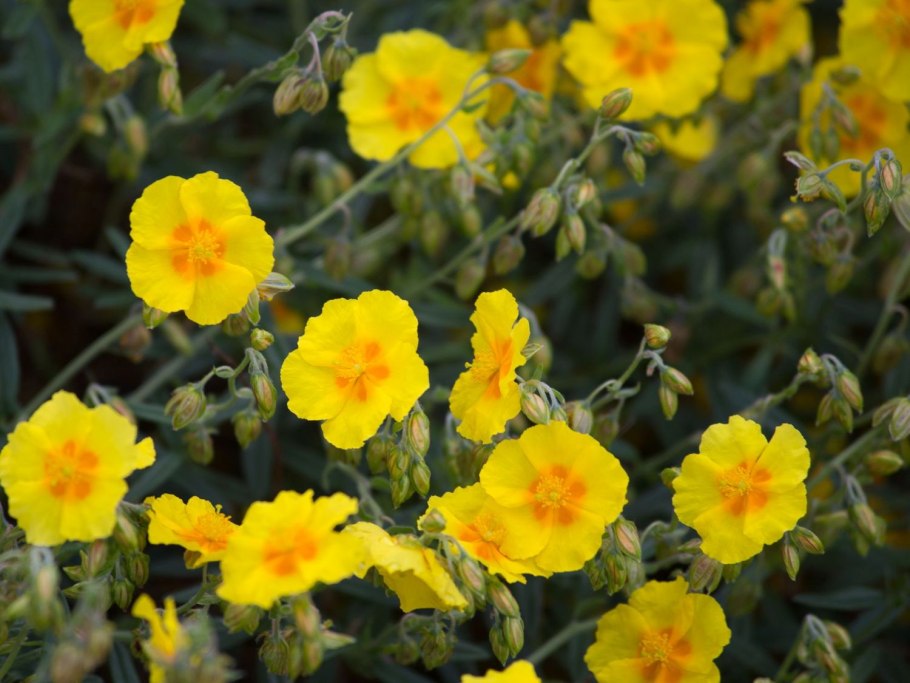 Гелиантемум солнцецвет