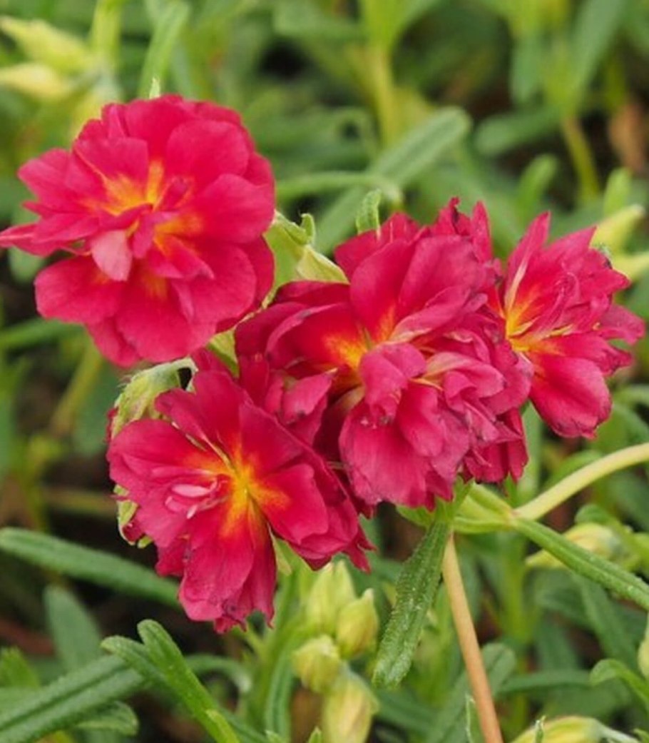 Солнцецвет монетолистный голд коин