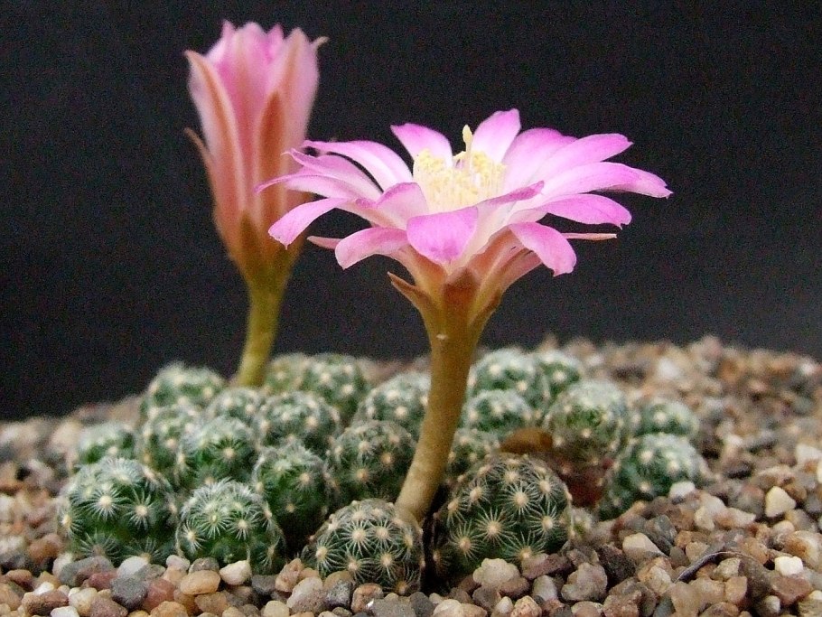 Mammillaria saboae haudeana