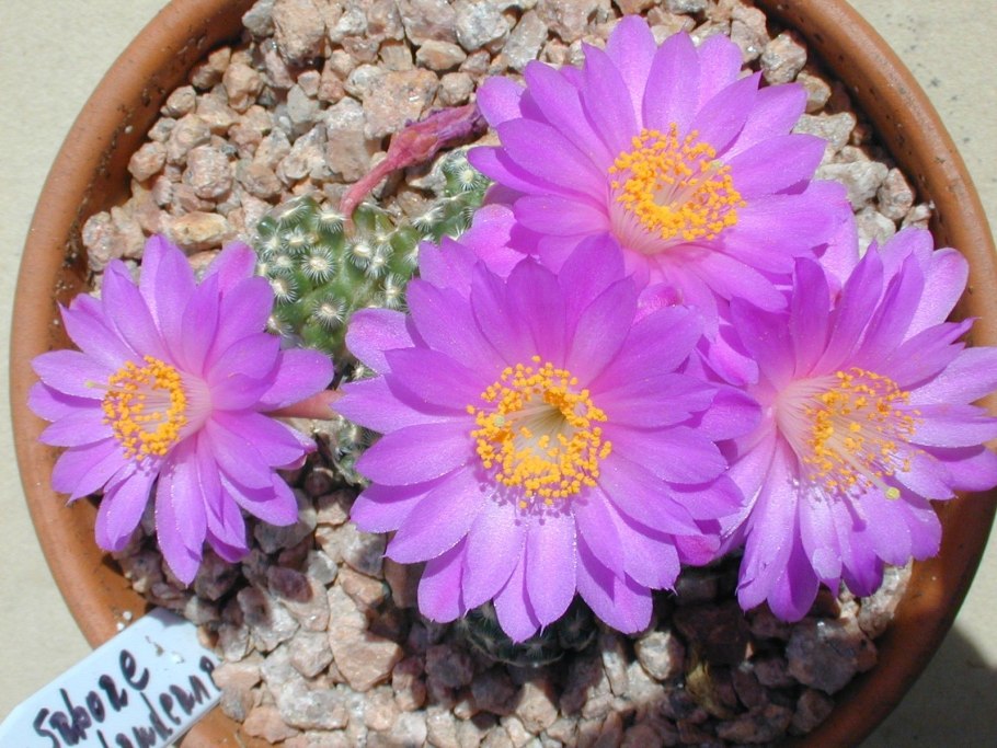 Маммиллярия haudeana