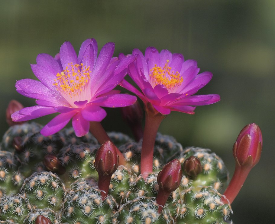 Mammillaria saboae