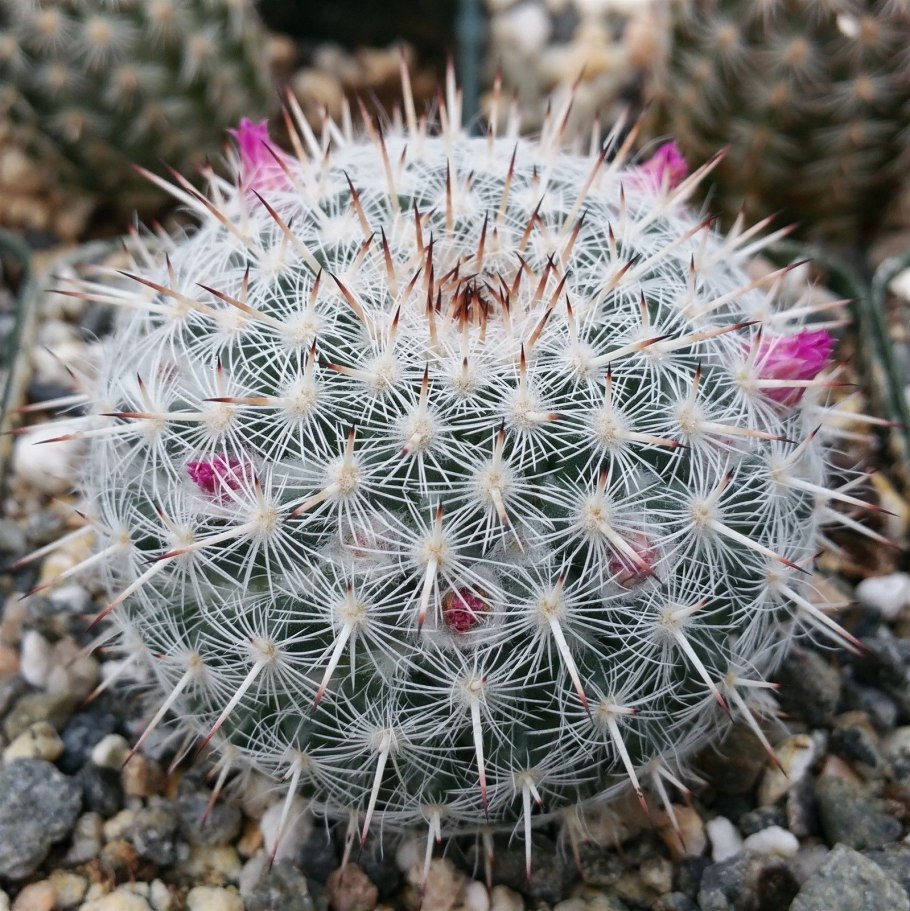 Stenocactus papyracanthus