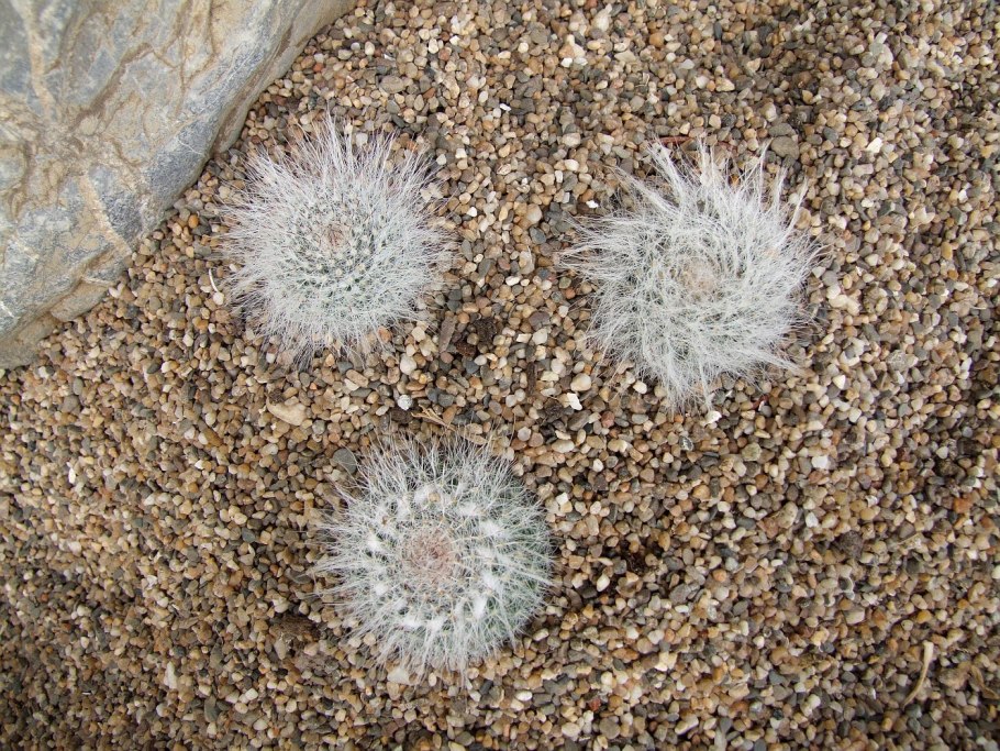 Маммиллярия hernandezii