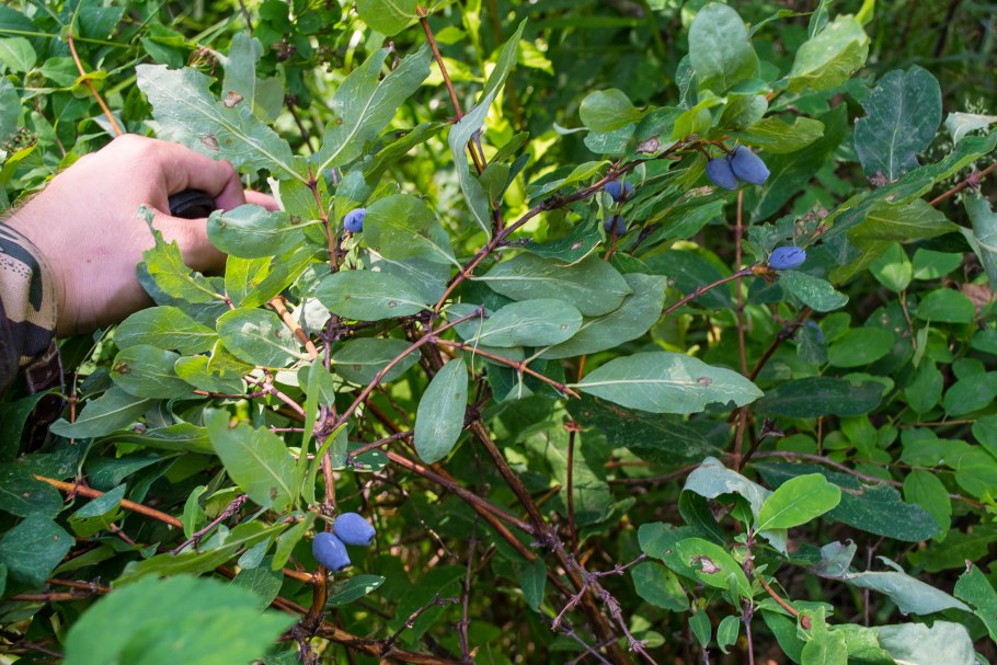 Жимолость Лесная-Lonicera xylosteum