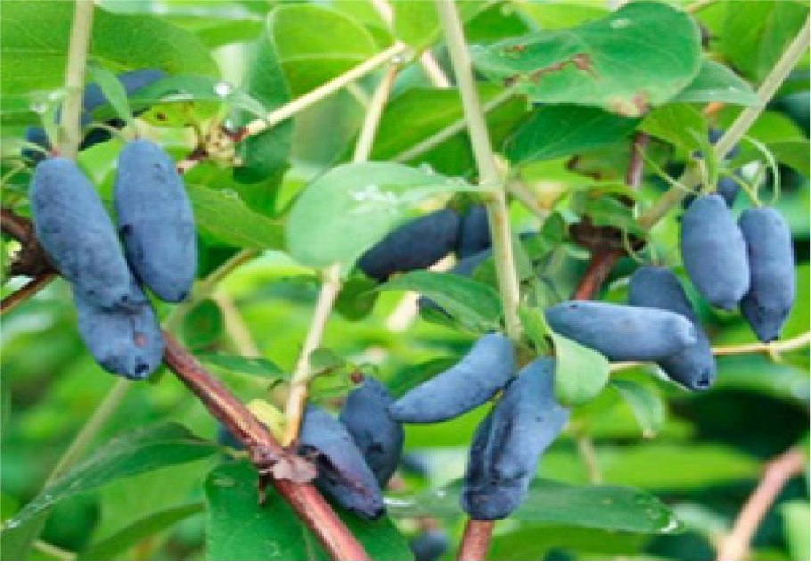 Жимолость Альпийская (Lonicera alpigena)