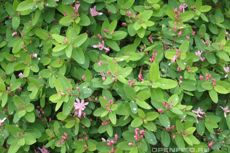 Жимолость (Lonicera xylosteum),