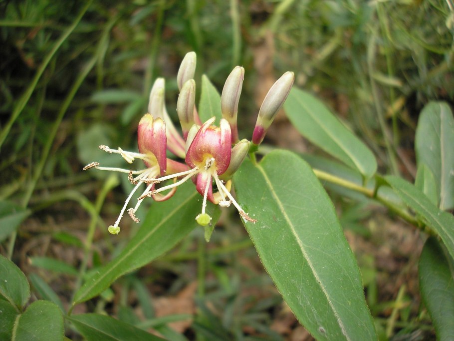 Жимолость каприфоль вечнозеленая