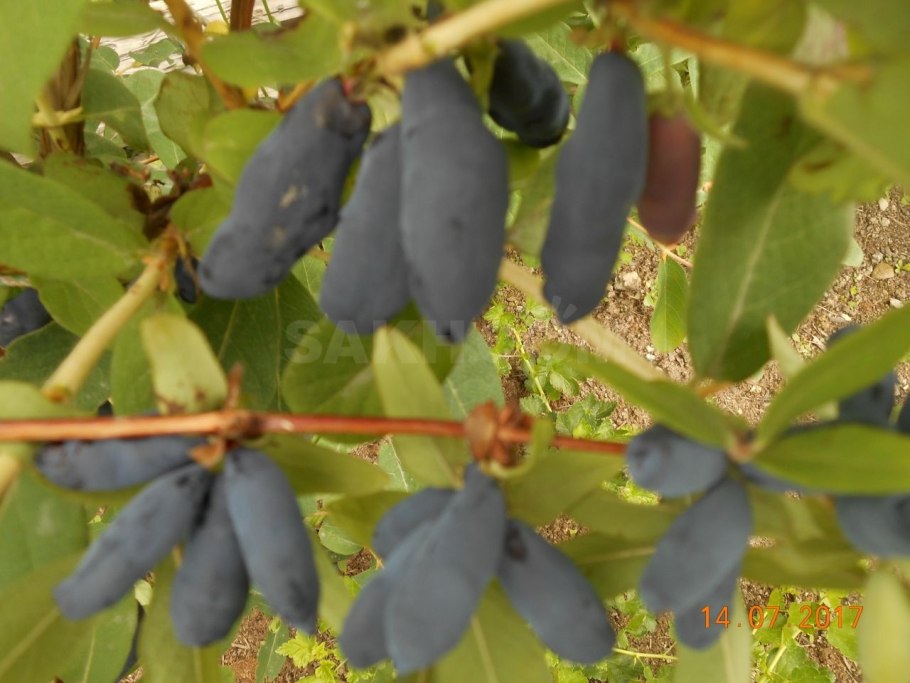 : Жимолость съедобная (Lonicera edulis) крона