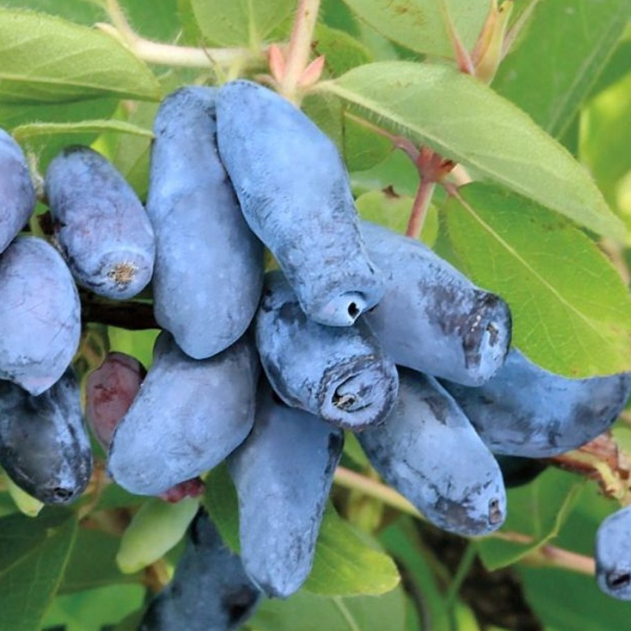 Жимолость Сильгинка