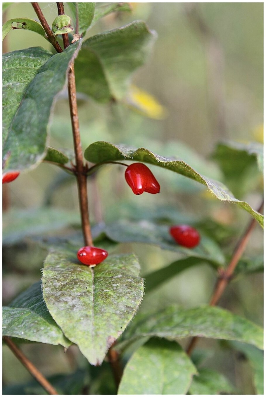 Lonicera nummulariifolia Jaub. & Spach