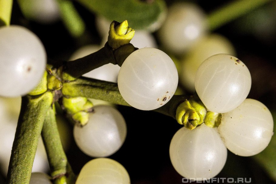 Моззи плоды растение