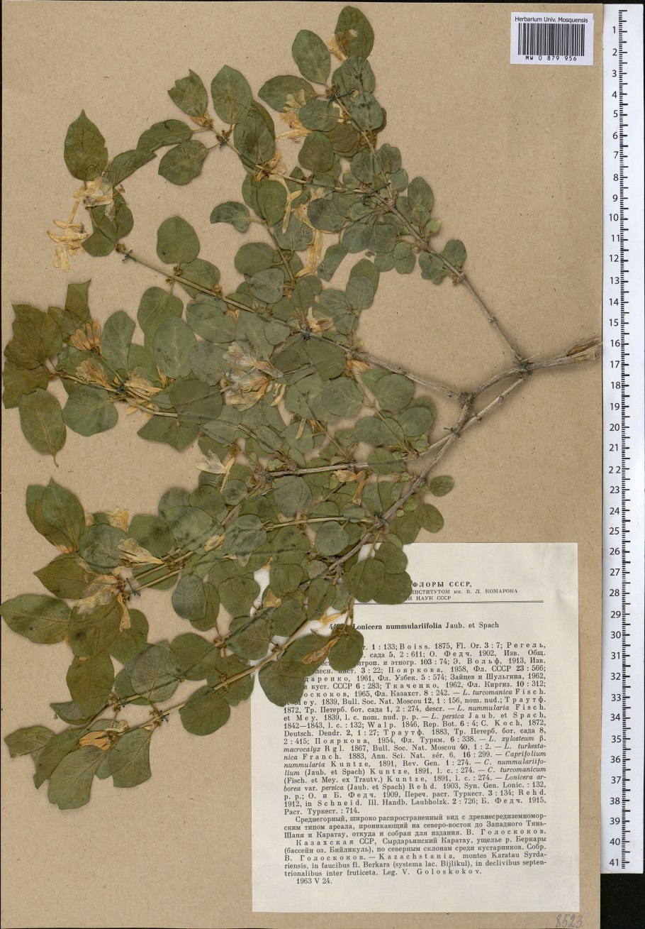 Lonicera xylosteum - жимолость лесная гербарий