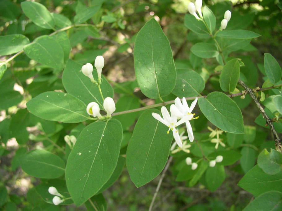 Жимолость Камчатская (Lonicera caerulea)