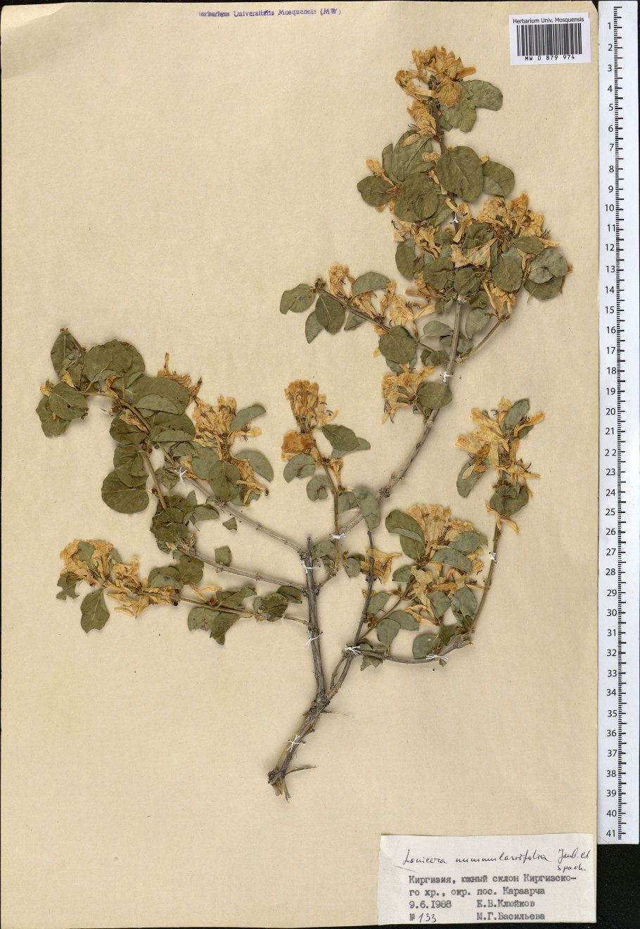 Жимолость съедобная голубое Веретено