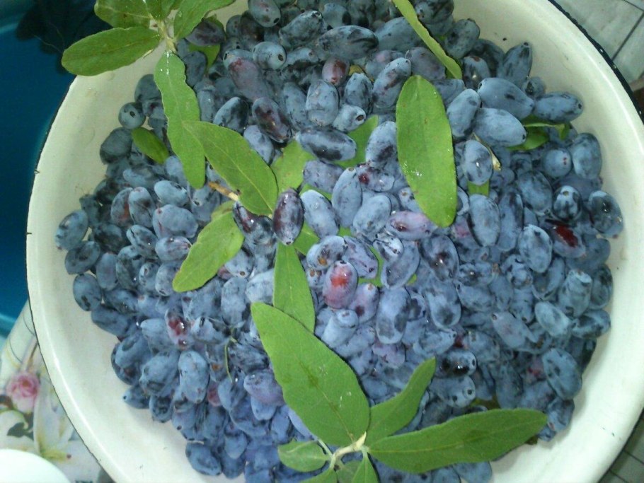 Жимолость Лесная-Lonicera xylosteum