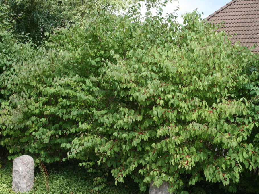 Жимолость (Lonicera xylosteum),