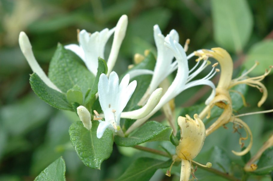 Lonicera nummulariifolia