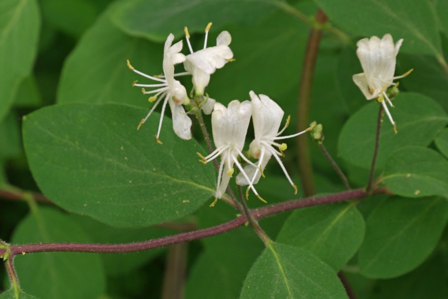Жимолость обыкновенная (лесная)lonicera xylosteum