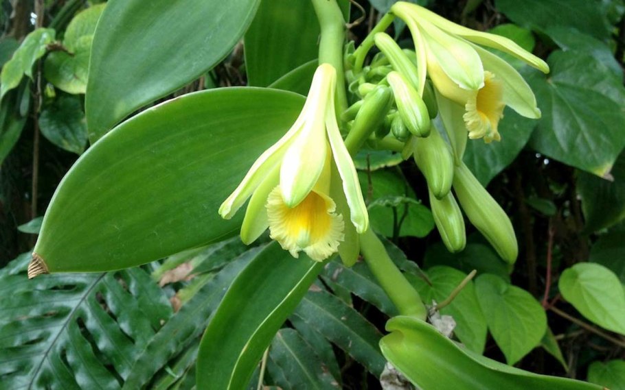 Vanilla planifolia variegata