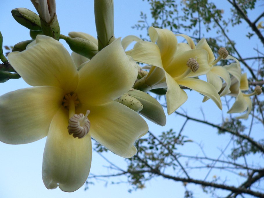 Vanilla planifolia ‘Lemon Splash’