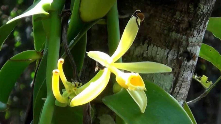 Ваниль Vanilla planifolia