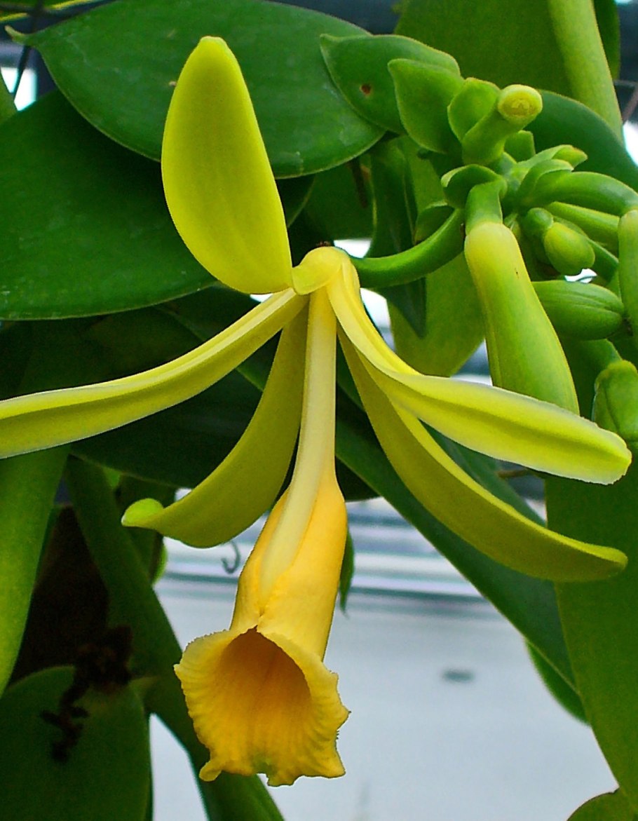 Орхидея ваниль стручки