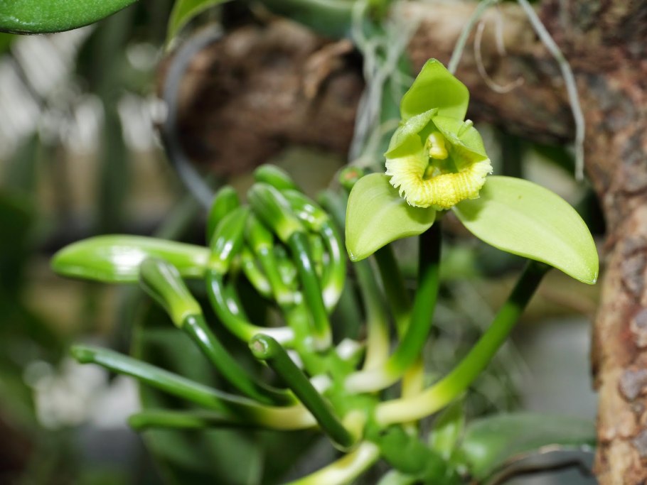 Плосколистная (vanilla planifolia