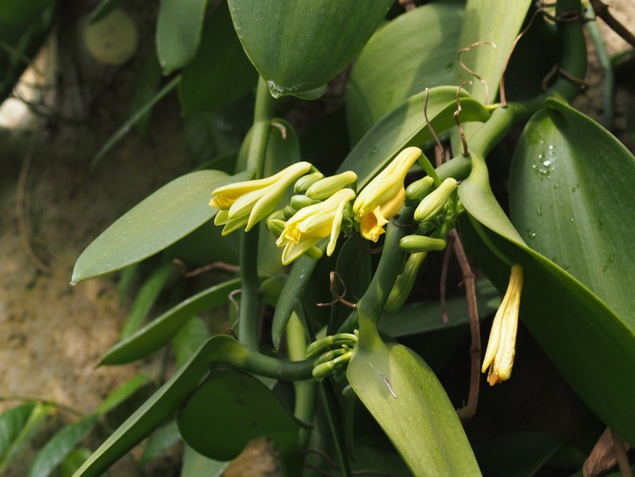 Орхидея Ванилла планифолия