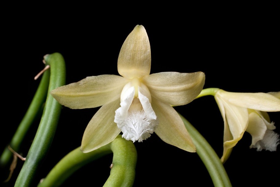 Бурбонская ваниль растение