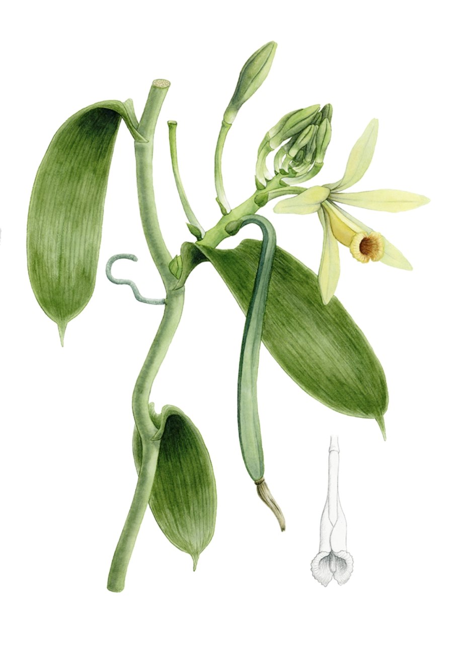 Ваниль зеленая