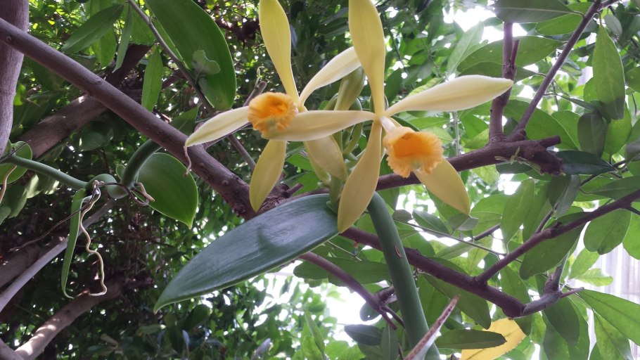 Vanilla planifolia variegata