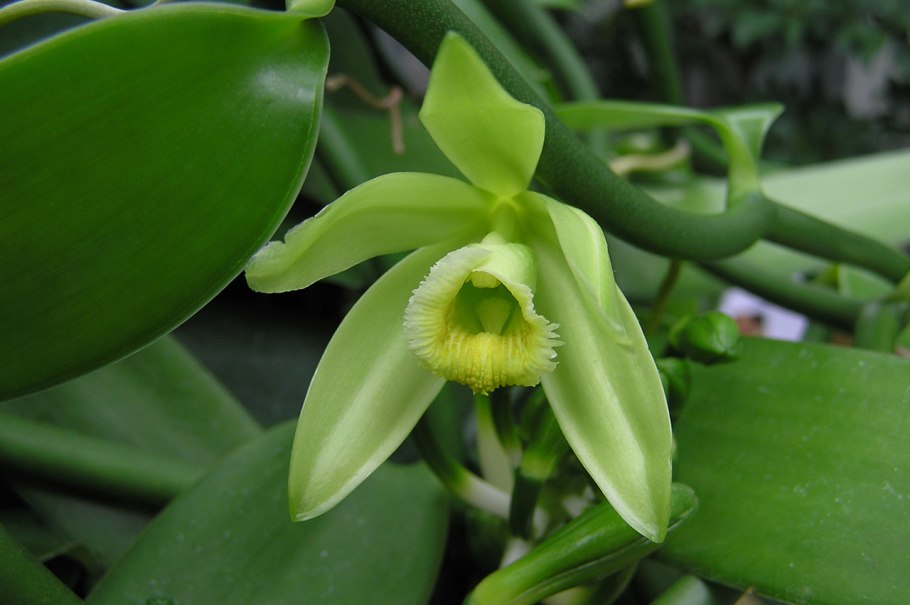 Ваниль плосколистная плод