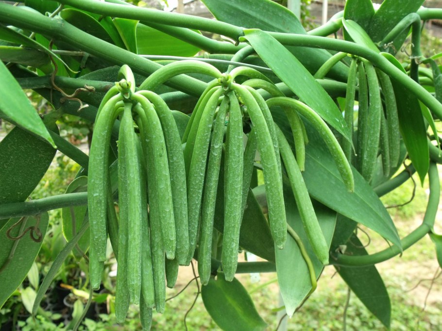 Орхидея ваниль вариегатная