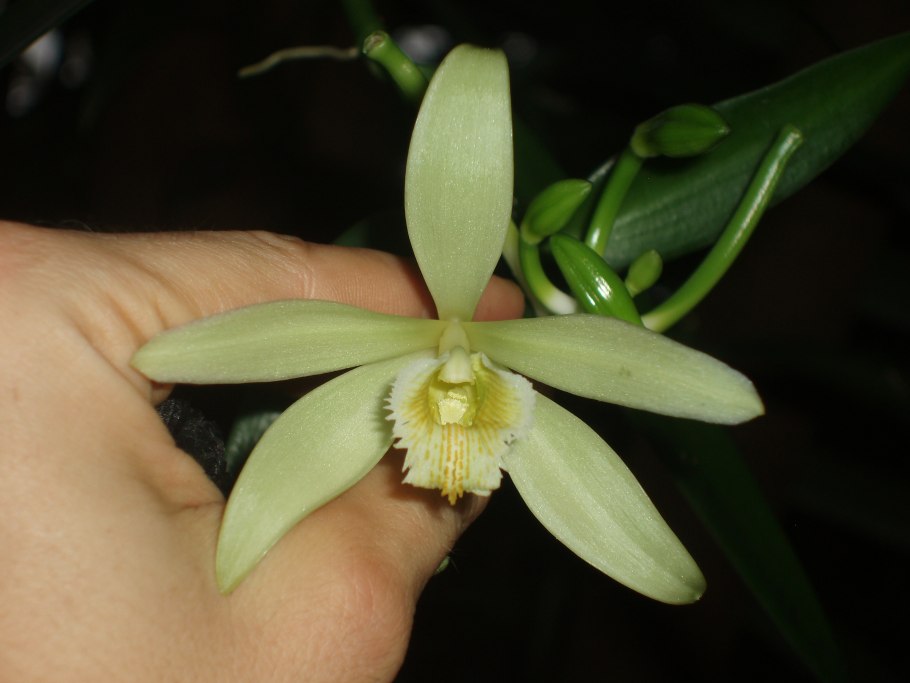 Vanilla planifolia гомеопатия