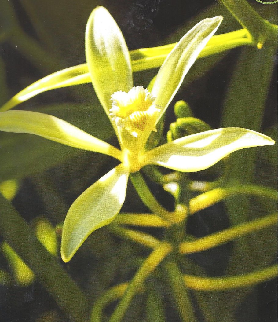 Ваниль Лиана