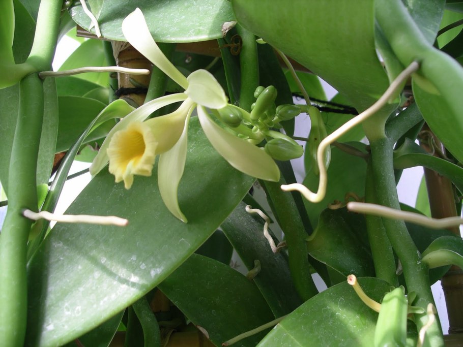 Vanilla planifolia pollination