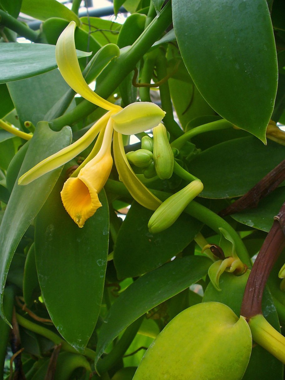 Vanilla planifolia плоды