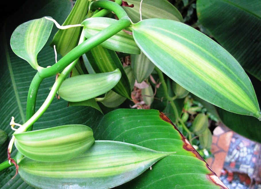 Ваниль соцветие