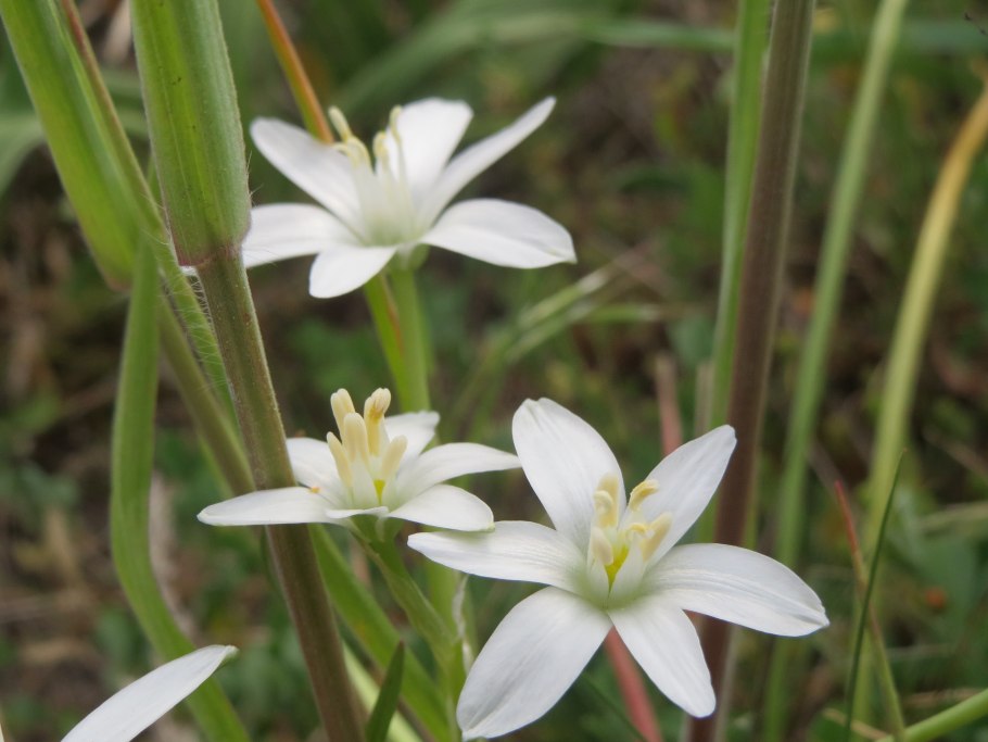 Ornithogalum umbellatum