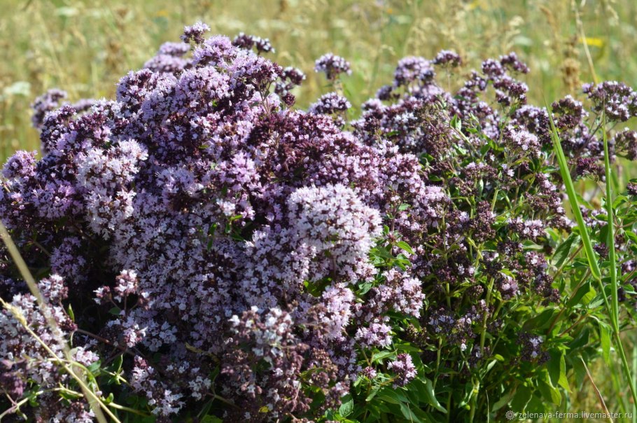Душица обыкновенная Origanum vulgare l.