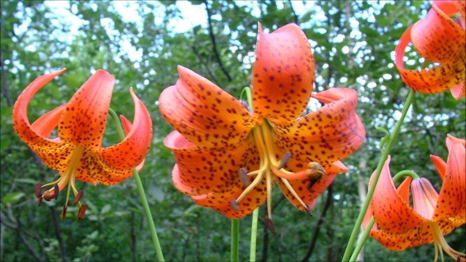 Цветущая тигровая Лилия