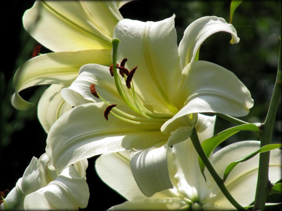 Лилия Восточная Примроуз Хилл фото