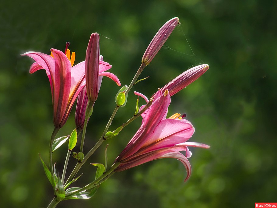 Лилия Пинк браш