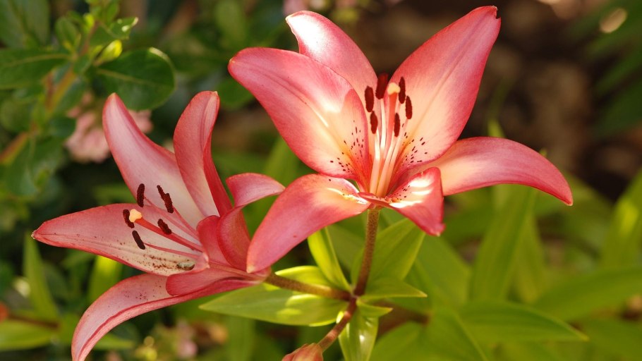 Лилия Кандидум фото и описание